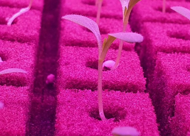 Seedlings at Emirates Flight Catering Opens World’s Largest Vertical Farm in Dubai. Emirates